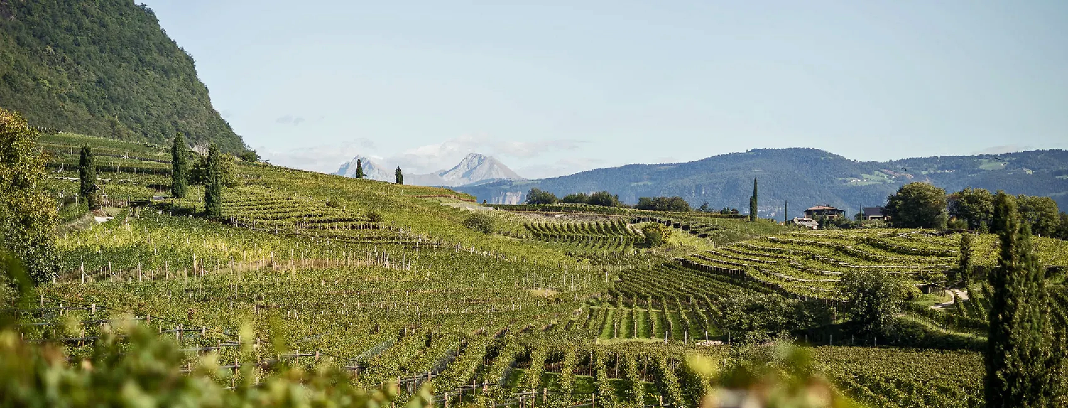 Weinberge rund um Kaltern im Süden Südtirols